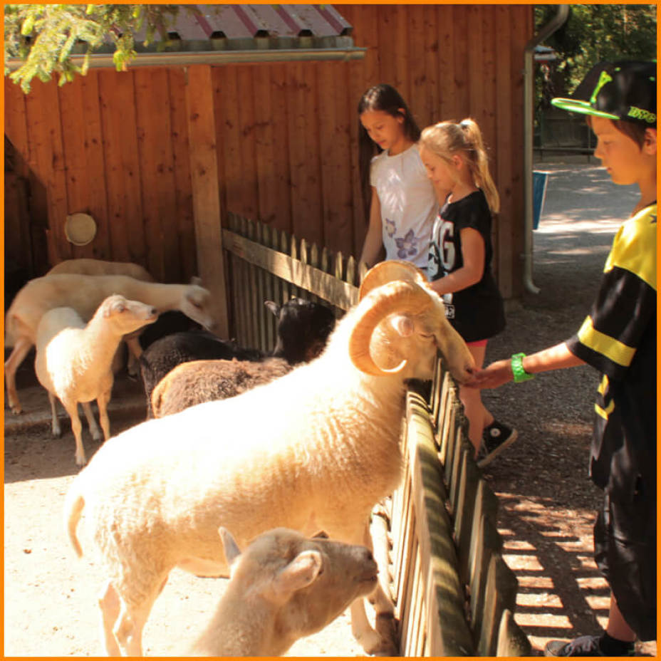 Our Petting Zoo - animals to look at, touch & feed!